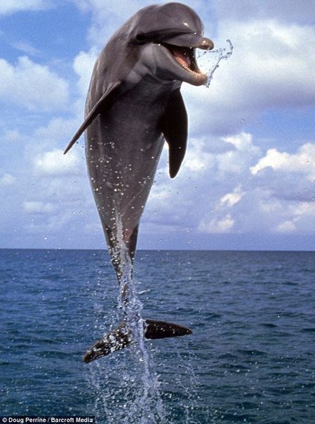 Дельфины - море, вода, дельфин - оригинал
