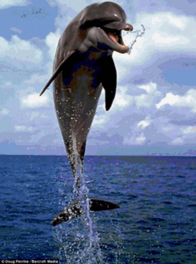 Дельфины - море, вода, дельфин - предпросмотр
