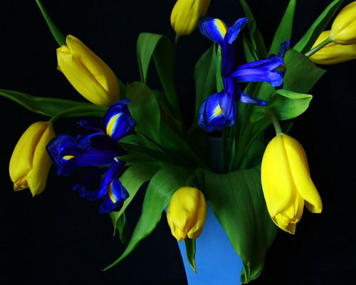 букет желтых тюльпанов и синих ирисов - цветы - оригинал