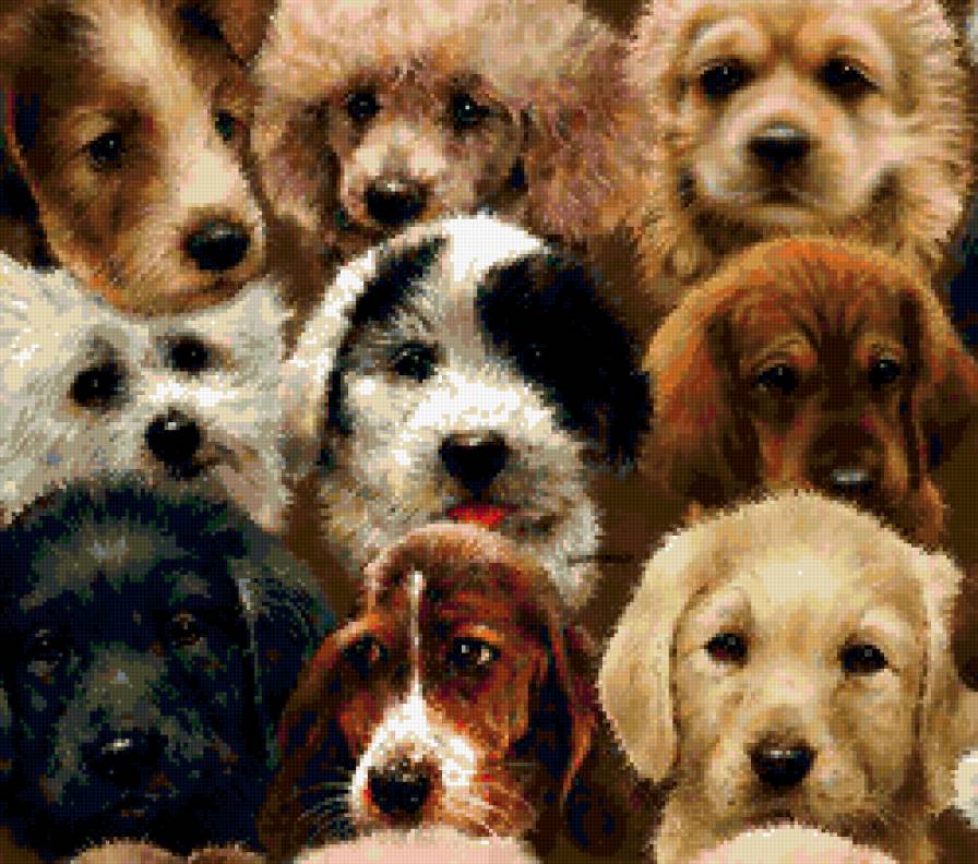 Собачки - собака, животные, собачки, подушка, звери - предпросмотр