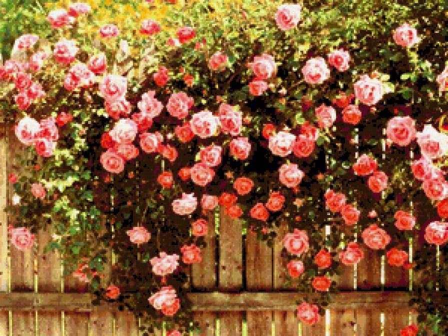 Beauty Roses - цветы, цветок, розы, flower, букет, роза - предпросмотр