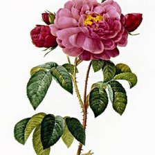Оригинал схемы вышивки «Роза.» (№169331)