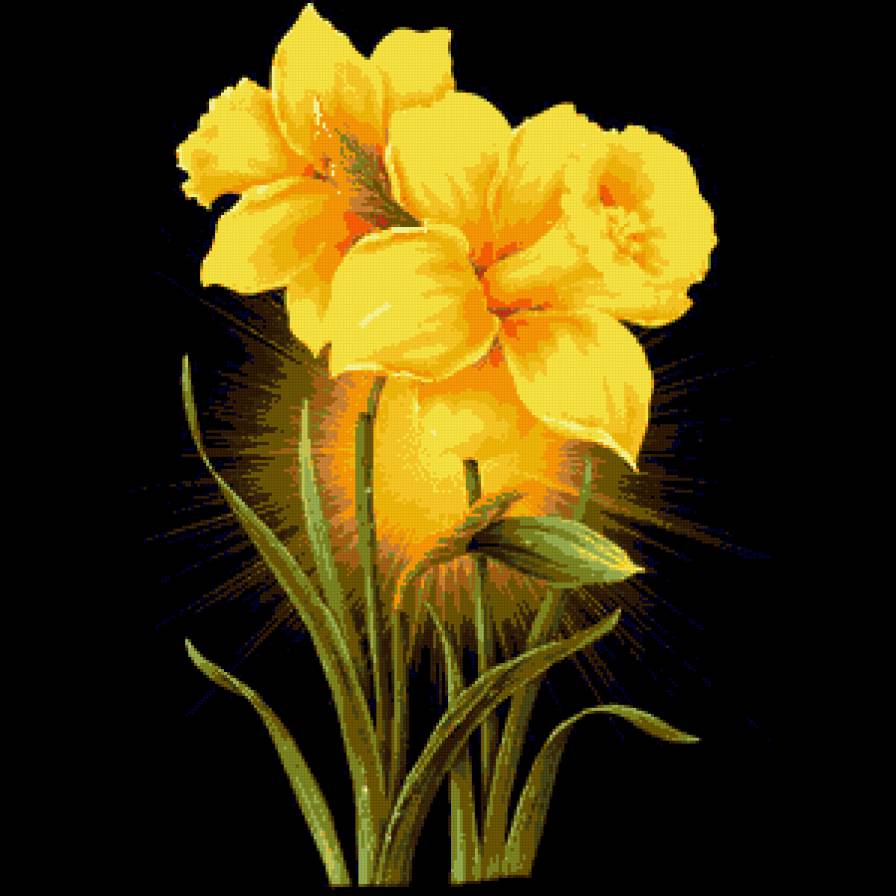 Нарциссы - цветы, напциссы - предпросмотр