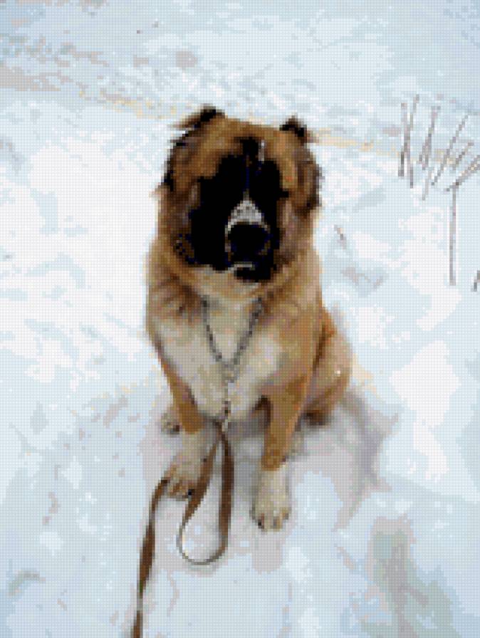 снежный кавказец - животные - предпросмотр