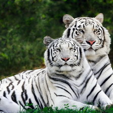 Оригинал схемы вышивки «белые тигры» (№169921)