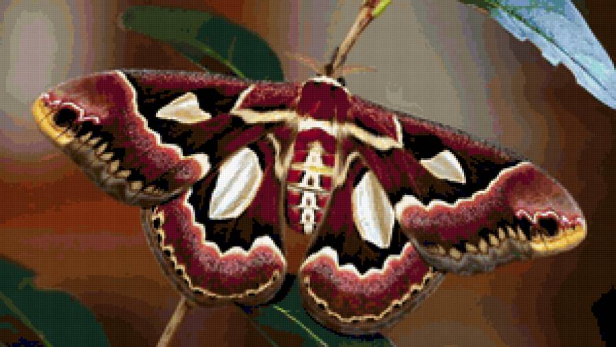 awesome brown butterfly - бабочка, бабочки, butterfly - предпросмотр