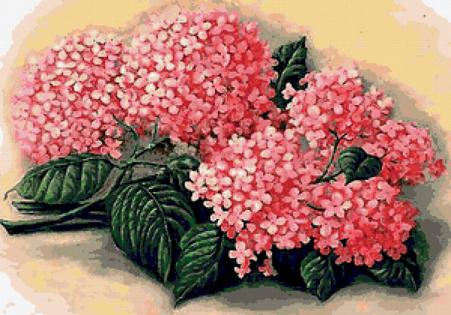 №170087 - букет, цветы - предпросмотр