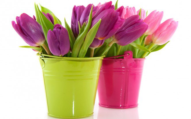тюльпаны - цветы, ведерки, букеты, тюльпаны - оригинал