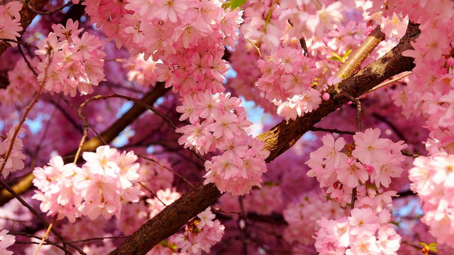 Cherry Blossom - цветок, розы, букет, цветы, flower, роза - оригинал