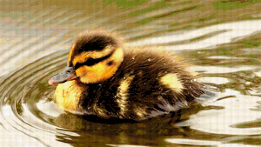 Duckling - природа, утка, duckling, птицы, утенок, птица - предпросмотр