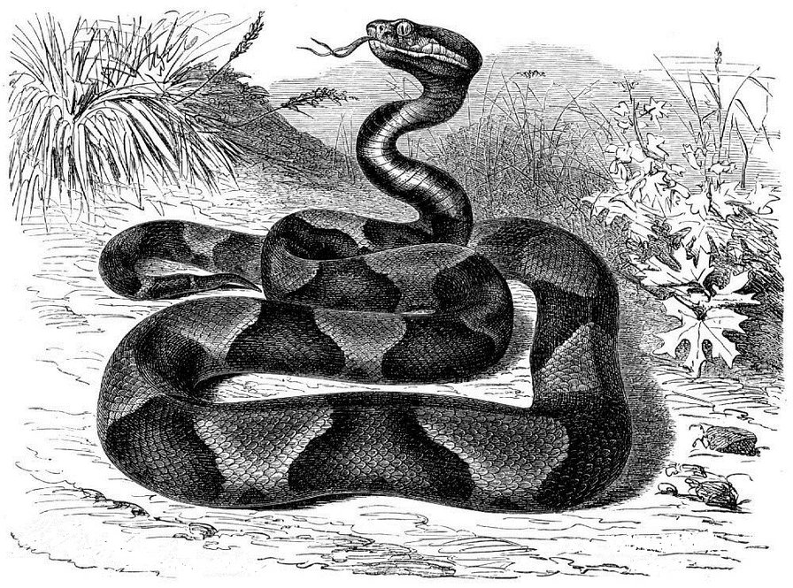 Змея - змея, животное - оригинал