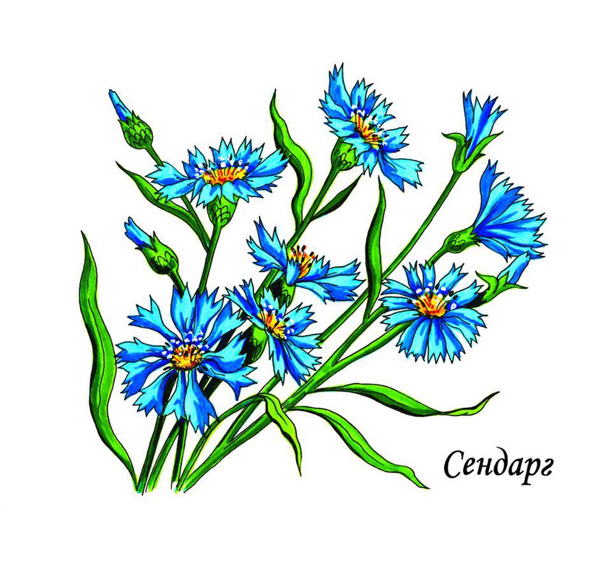 Cornflower - васильки, цветы, полевые цветы - оригинал