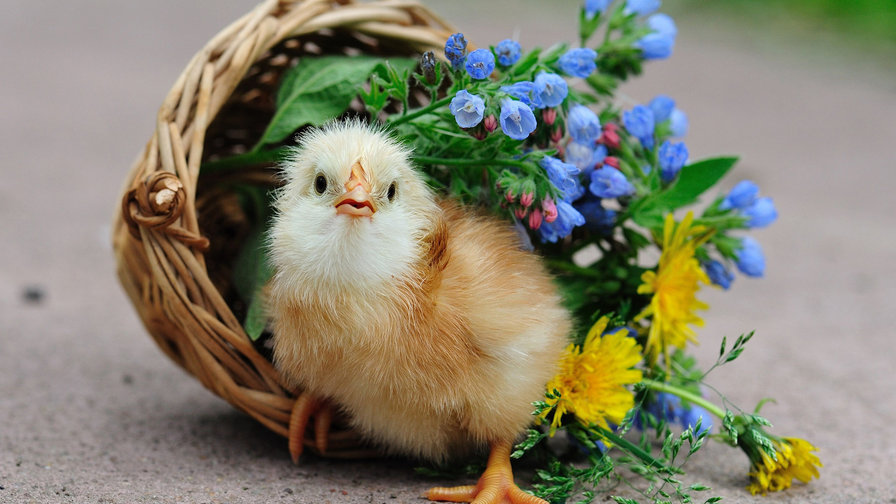 chicken - курица, цветок, птица, цветы, птицы - оригинал