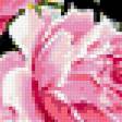 Предпросмотр схемы вышивки «розы» (№170735)