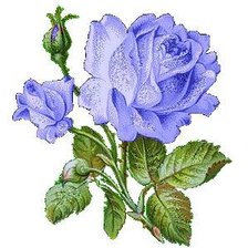 голубые розы