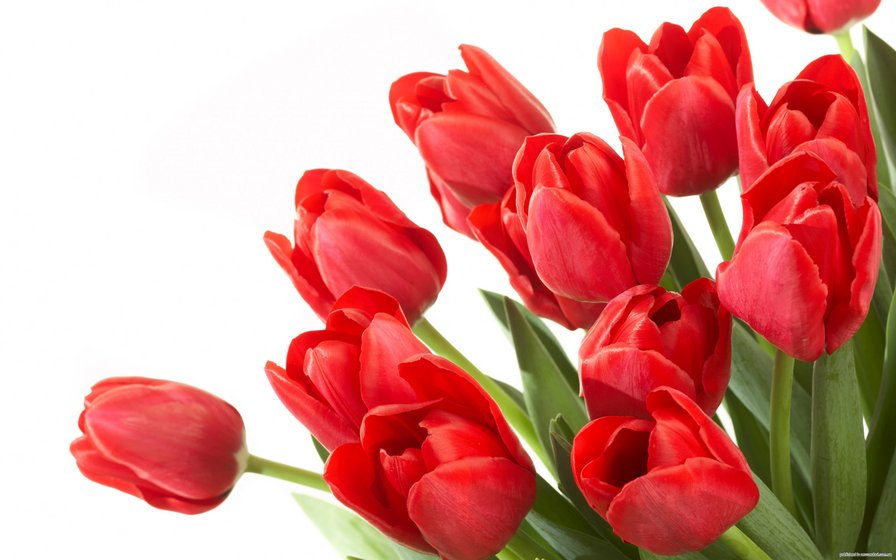 Тюльпаны - букет, 8 марта, цветы, тюльпаны - оригинал