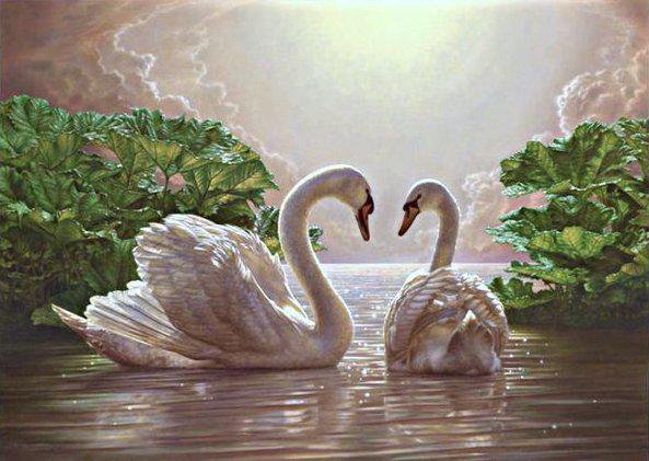 Лебеди на озере - любовь, озеро, природа, картина, лебеди - оригинал