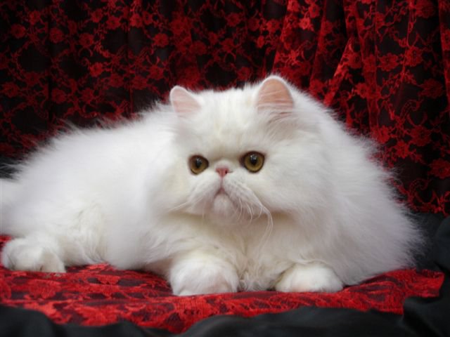 Персидская красавица - красота, кошка, животные - оригинал