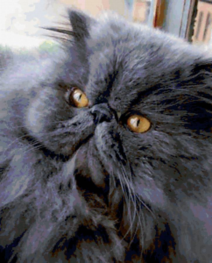 Дымчатый перс - кот, картина, для библиотеки, животные - предпросмотр