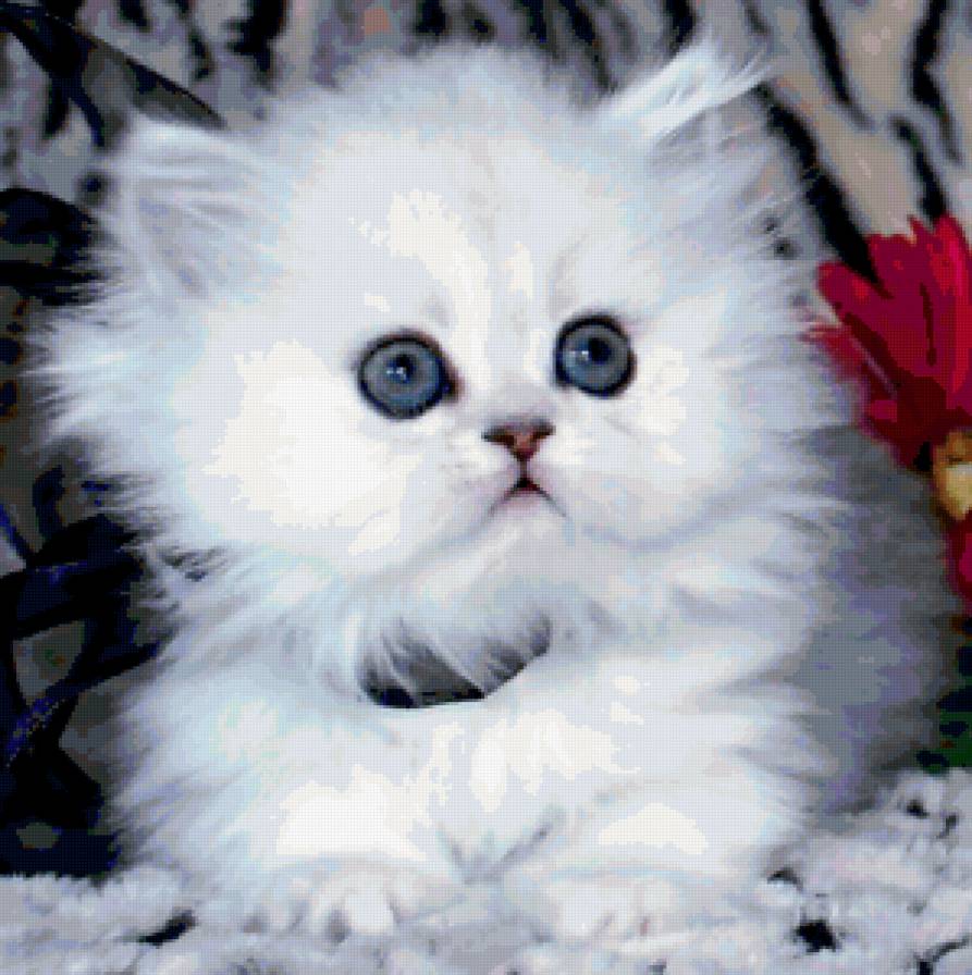 Белый и пушистый - котенок, картина, красота, животные - предпросмотр