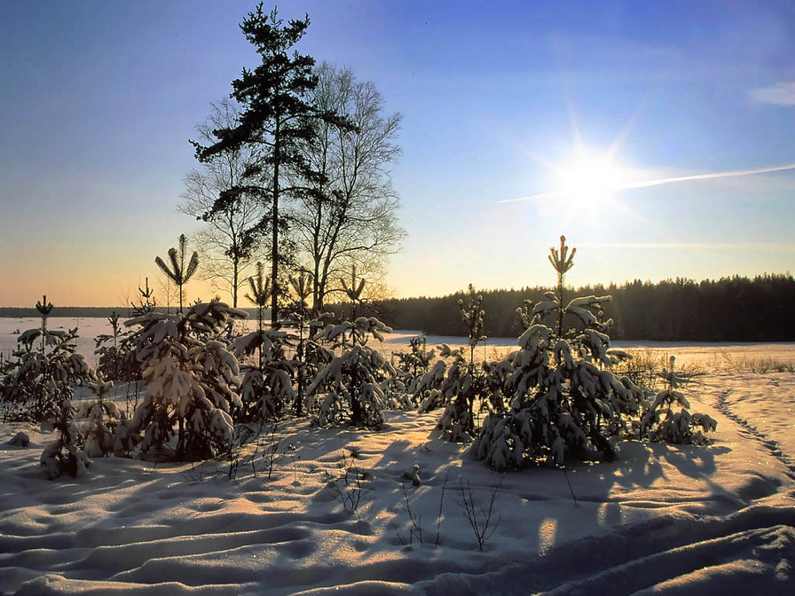 Зима - природа. пейзаж, зима, елки - оригинал