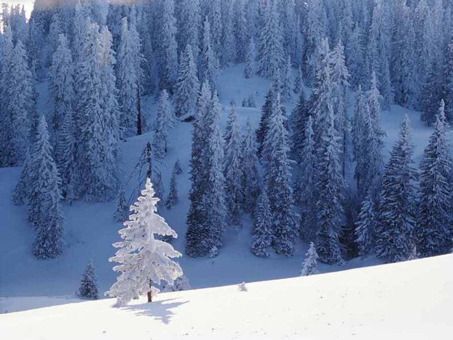 Зима в горах - природа. пейзаж, зима, елки - оригинал