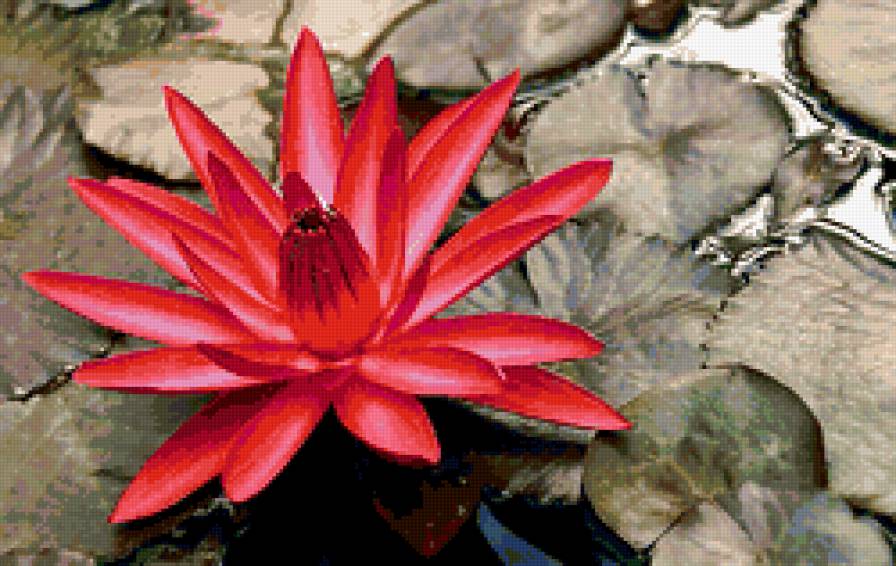 Лотос красный - кувшинки, цветы, водяные лилии, вода - предпросмотр