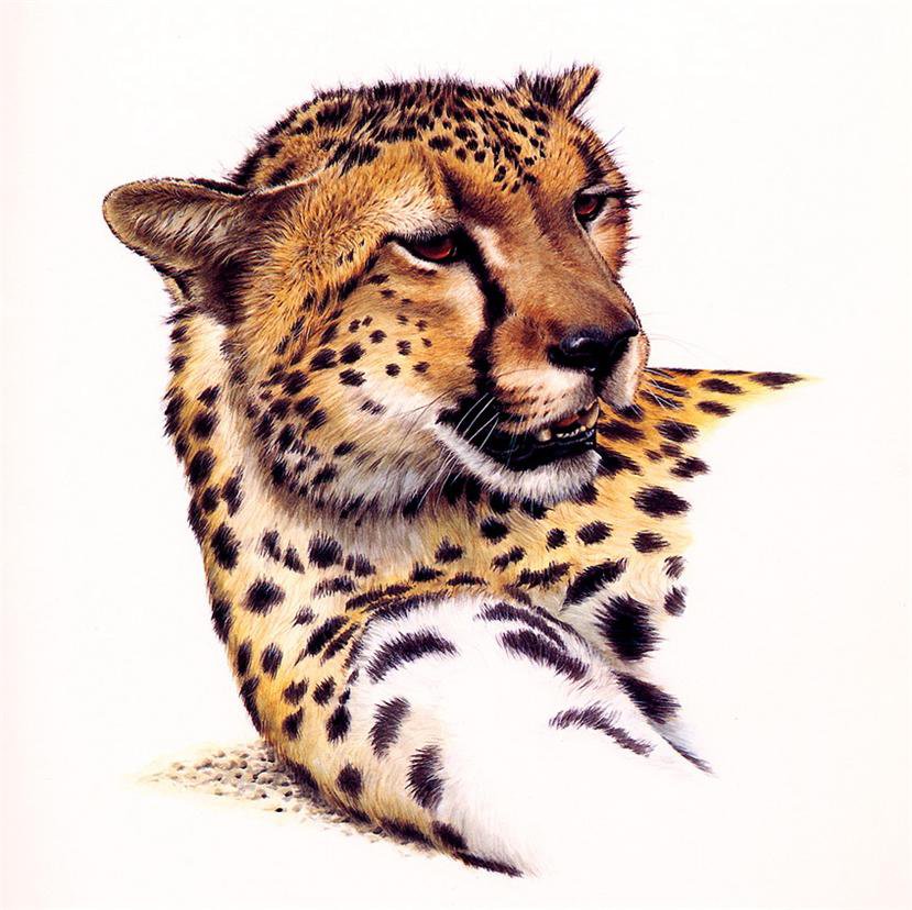 Гепард - гепард, природа, кошка - оригинал