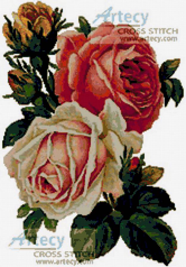 Букет троянд - розы, букет, цветы - предпросмотр