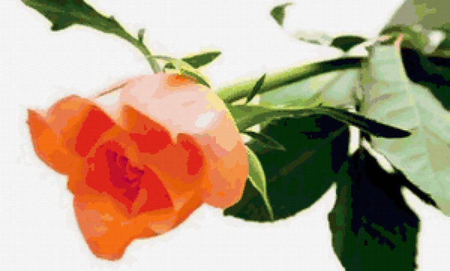роза чайная - розы, цветы - предпросмотр