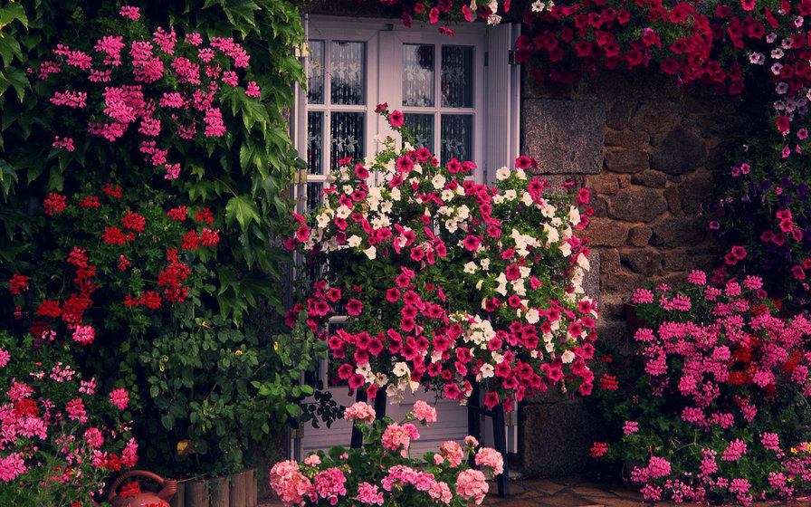 7867 - цветок, розы, роза, домик, дом, цветы, красота, природа - оригинал