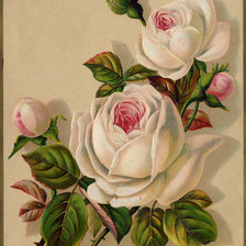 Оригинал схемы вышивки «Розы» (№173315)