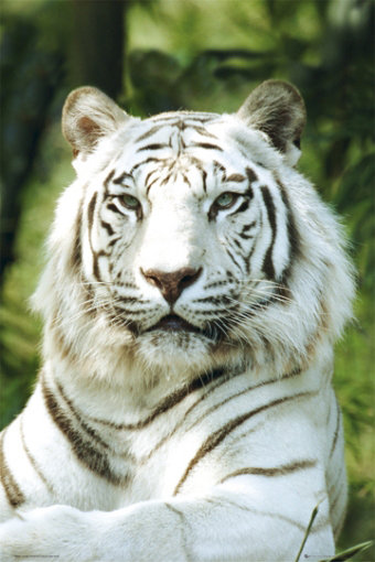 белый тигр - тигр, белый тигр - оригинал