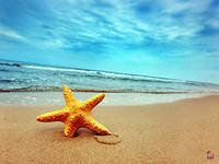 Морская звезда - песок, берег, море, звезда - оригинал