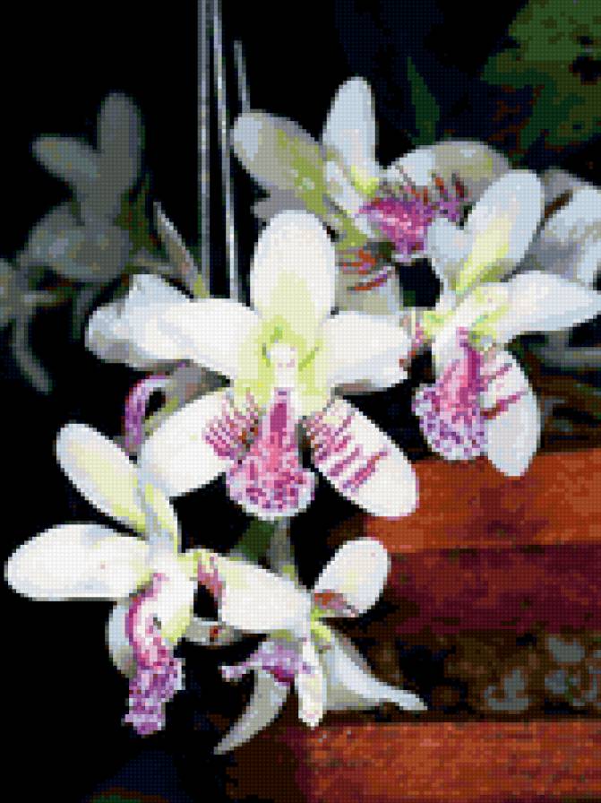 Орхидеи - орхидеи, букет, красота, цветы - предпросмотр