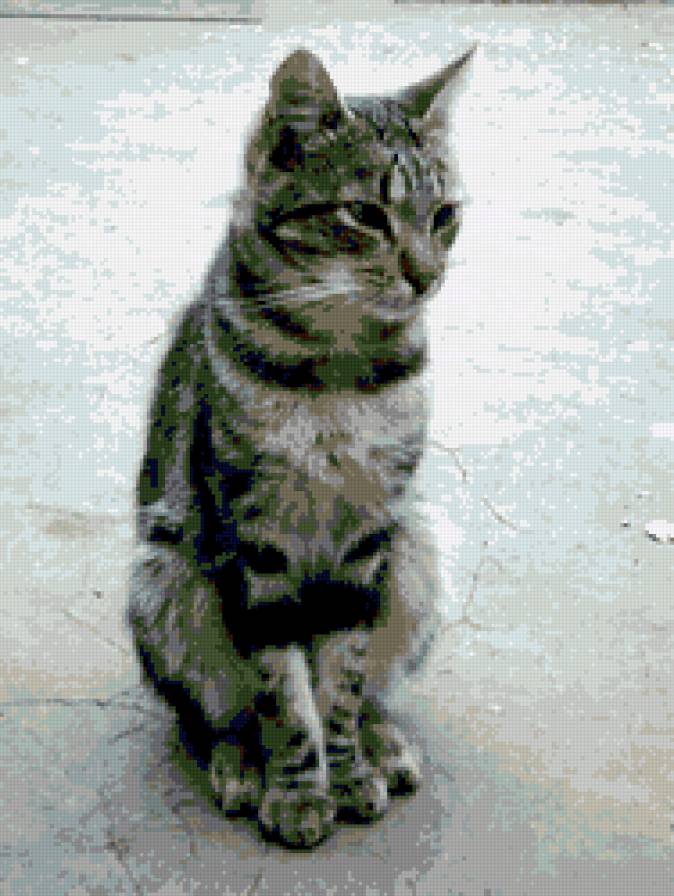 Кот Филимон - коты - предпросмотр