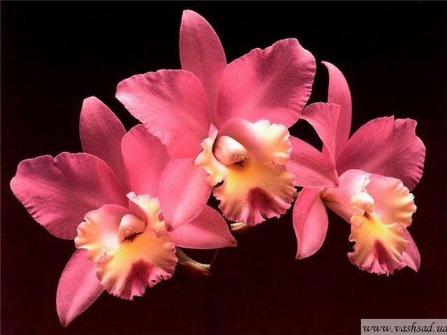 орхидеи - цветы - оригинал