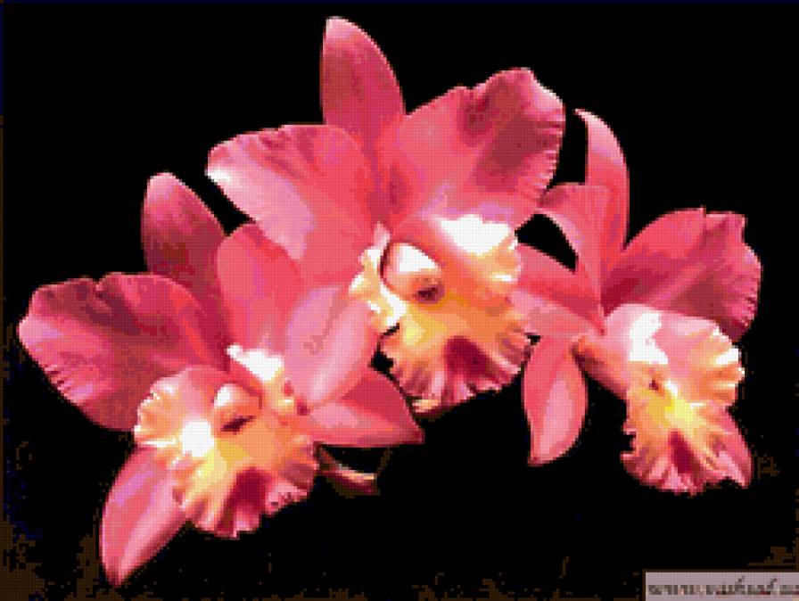 орхидеи - цветы - предпросмотр