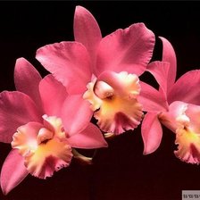 Оригинал схемы вышивки «орхидеи» (№174246)