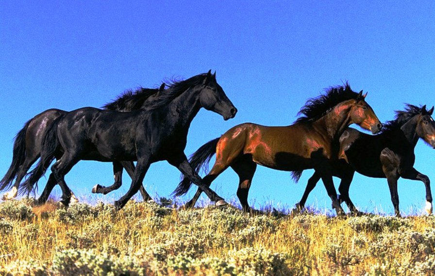 лошади - жеребец, черный, кони, лошади - оригинал