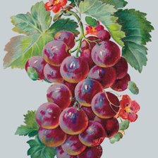 Оригинал схемы вышивки «виноград» (№175322)