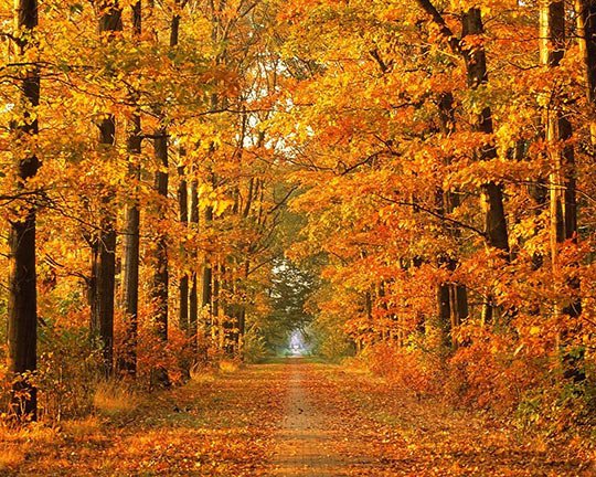 Лес, точно терем расписной - лес, осень, пейзаж - оригинал