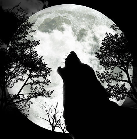 Полнолуние... - волк, черно-белый, луна - оригинал