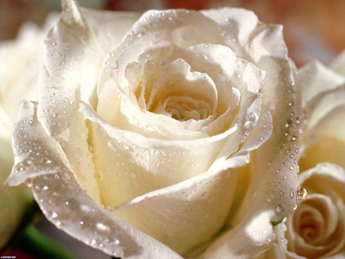 белая роза - розы - оригинал