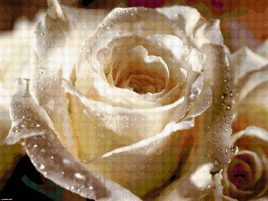 белая роза - розы - предпросмотр