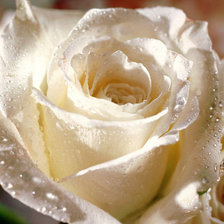 Оригинал схемы вышивки «белая роза» (№175488)