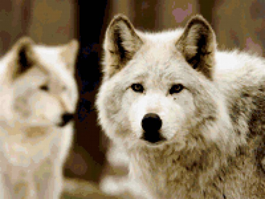 белый волк - животное, зверь, волк - предпросмотр