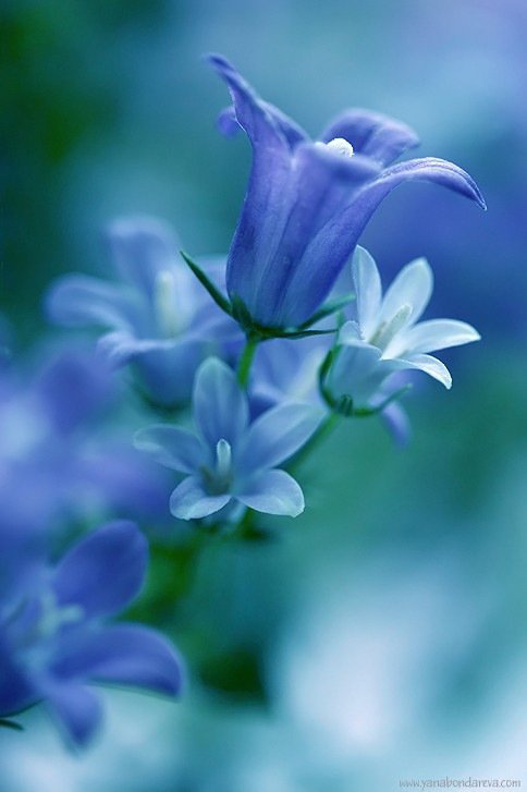 Голубые цветы - голубые, цветы, колокольчики - оригинал