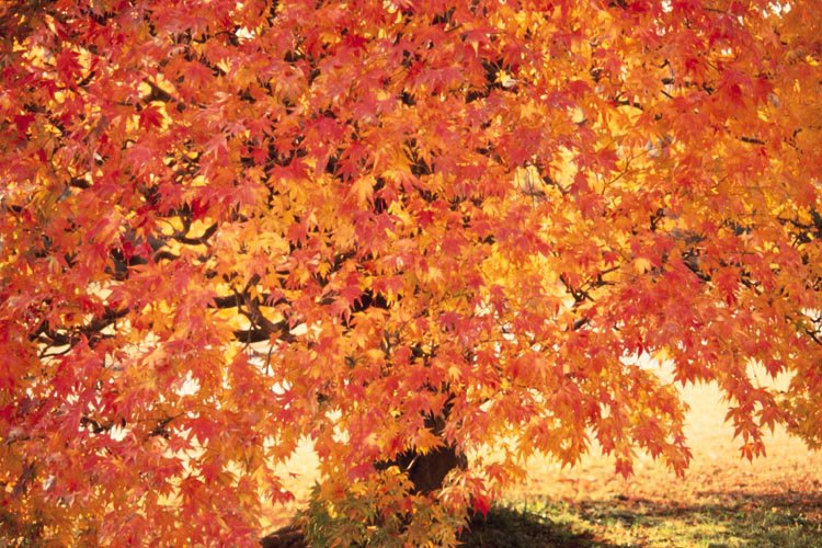 Осень - пейзаж, дерево, осень - оригинал