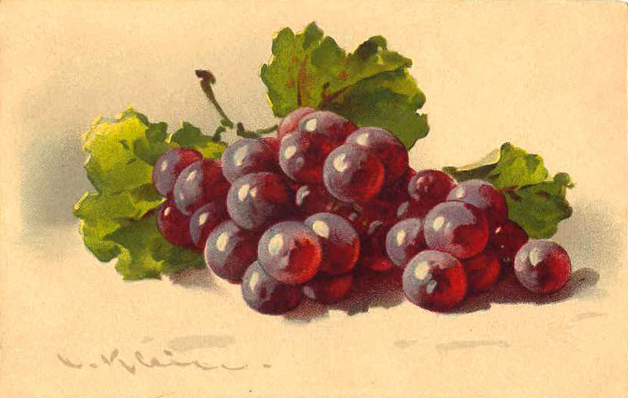 виноград - природа, фрукты, натюрморт - оригинал